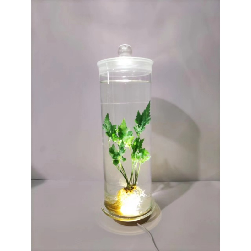 ����ֲ�� (3)